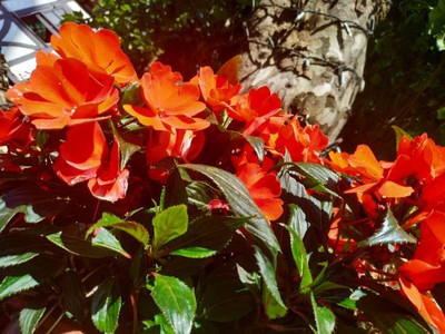 Oliver balsam flower seeds Seed(20 per packet)