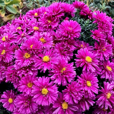 ME Traders Aster (Callistephus chinensis, Michaelmas daisies) Flower Seed(100 per packet)