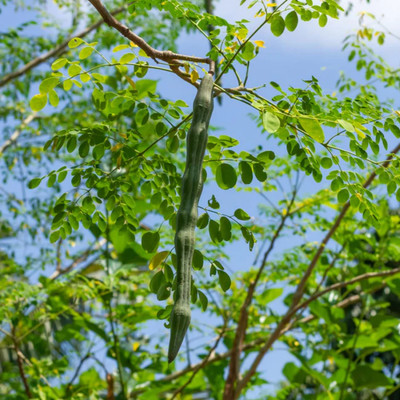Hug A Plant Drumstick Tree Plant(Hybrid, Pack of 1)