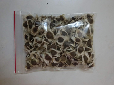 Qualtivate PUA-1A Drumstick Seeds- PKM-2 Seed(50 per packet)