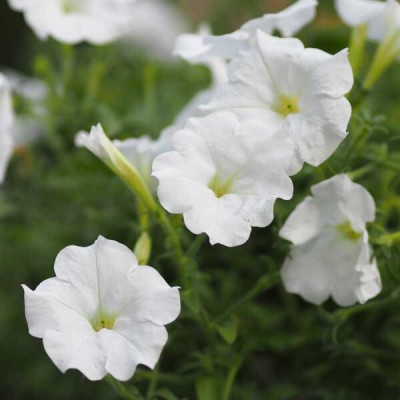 ibains Petunia flower seeds for home garden Seed(36 per packet)