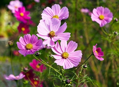 Quentova Cosmos Flower Seeds-3Q-HUA Seed(50 per packet)