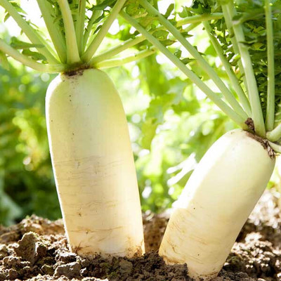 Cloud Farm Hybrid Radish/Mooli/Muli Best Long Vegetable Seed(140 per packet)