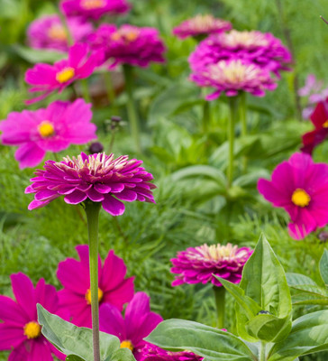 GREENSEA Mixed Colour Zinnia Flower Seed(40 per packet)