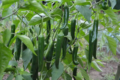 LIFELEX Green Chilli Seed(60 per packet)
