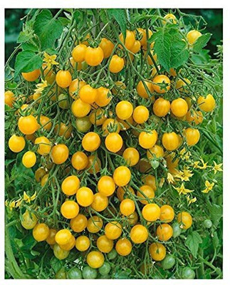 ENINE Tomato Seed(250 per packet)