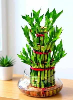 GreenSea Lucky Bamboo Seed(66 per packet)