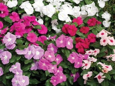JVK Vinca Dwarf Mix Seed(100 per packet)