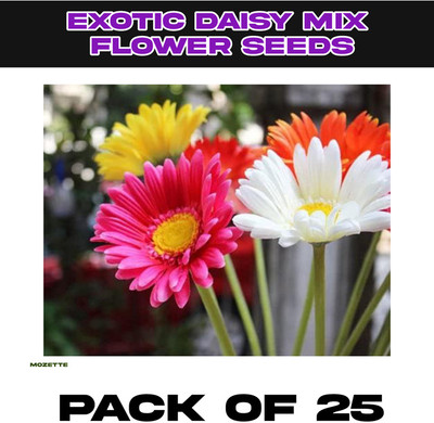 XOLDA Exotic Daisy Mix Flower Seed Seed(25 per packet)