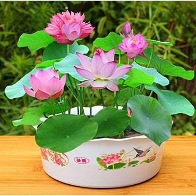 ibains Japanese bansi lotus seeds Seed(7 per packet)