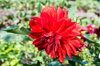 Oliver balsam flower seeds Seed(20 per packet)