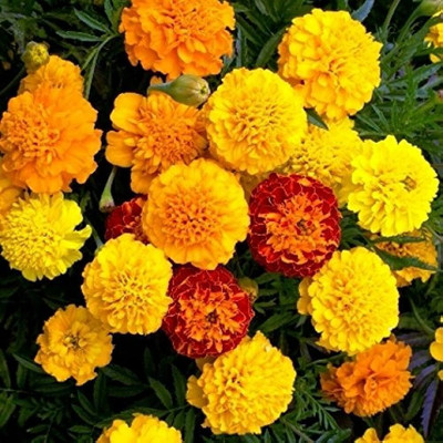 the green dotcom Mix marigold flower seed/Marigold seeds 220 Seed(220 per packet)