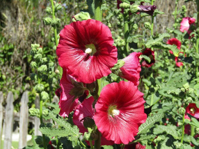 Lorvox Hollyhock Mixed Color Seed(85 per packet)