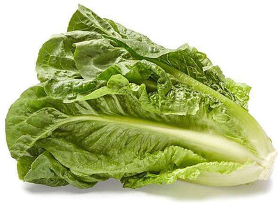 KNESSiN Lettuce Salad Crisp Head Great Lakes Green - Desi Vegetable Seeds (100 Seeds) Seed(100 per packet)