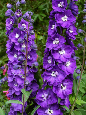 GARDENIFY INDIA FRESH DELPHINIUM FLOWER, DELPHINIUM SEEDS, PACK OF 1 PER PACKET 50-70 SEEDS Seed(50 per packet)