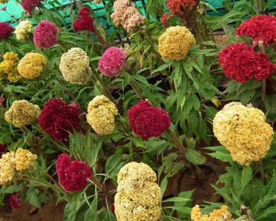 Lorvox Cockscomb Seed(110 per packet)