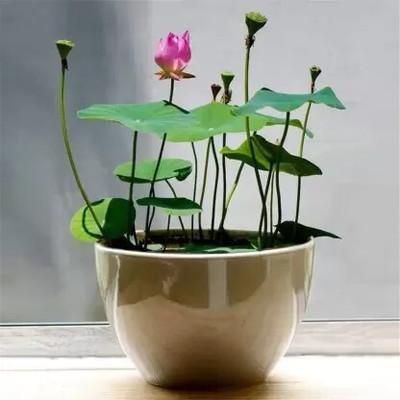 jkfarm Lotus, Kamal Flower Seed(15 per packet)