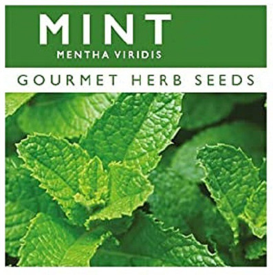Qualtivate Mint Seed(100 per packet)