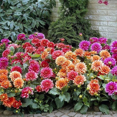 GREENSEA dahlia Seed(100 per packet)