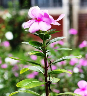 ibains Vinca hybrid seeds Seed(23 per packet)