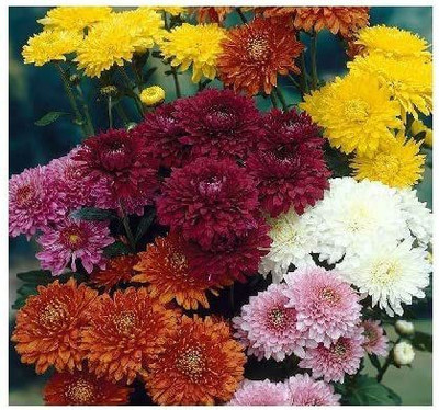 MKR Enteprises Chrysunthemum Seed(1 g)