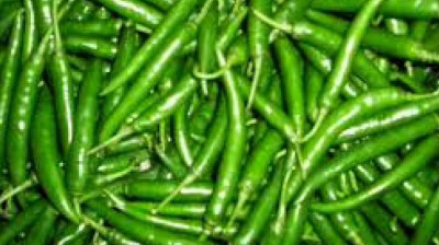 Mozette Hybrid Green Chilli Seed(55 per packet)