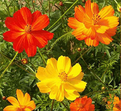 Epazo Double Click Cranberries' Seeds. Cosmos Cranberries Seed(28 per packet)