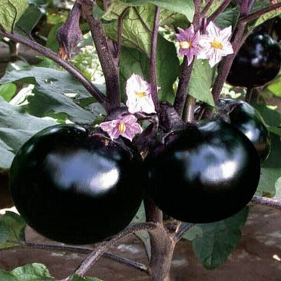KANISHQ Brinjal Seed(50 per packet)