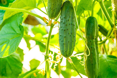 GREENSEA Cucumber, Desi Kheera Seed(123 per packet)