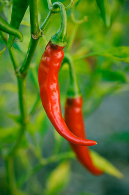 Kodali Hybrid F1 Chilli Seeds Pack Of 39 Seed(39 per packet)