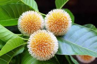 V Seed kadamb tree seed, krishna tree seed Seed(300 per packet)