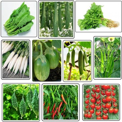 MATABE Vegetable Seeds Combo of 10 Variety/Sabji Bij for home garden (5000+ Seed) Seed(75 g)