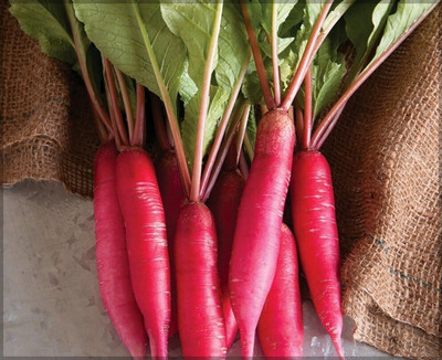 Cloud Farm Red Radish/Mooli/Muli Best Long Vegetable Seed(75 per packet)