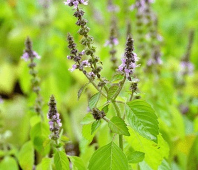 XOLDA Organic tulsi herb Seed(11 per packet)