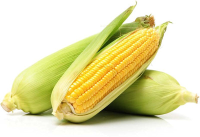 Qualtivate RES-8A Corn High Germination Seeds Seed(400 per packet)