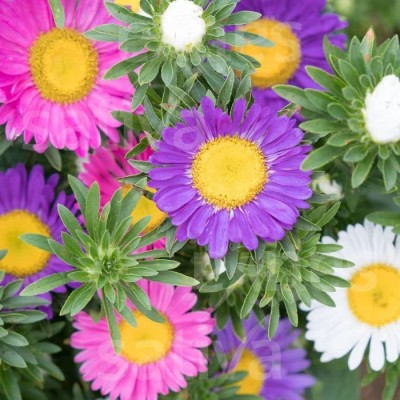 Aywal Aster Flower Seed(50 per packet)