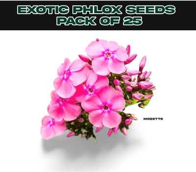 XOLDA Exotic Daisy Mix Flower Seed Seed(25 per packet)