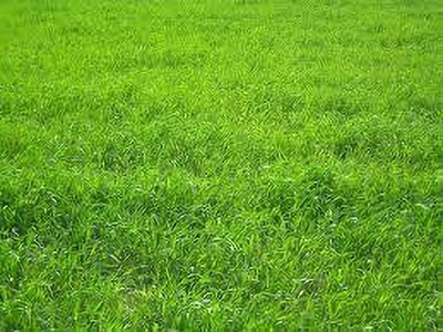 the green dotcom planting bermuda grass from seed,garden grass seeds,Lawn grass seeds Seed(3000 per packet)