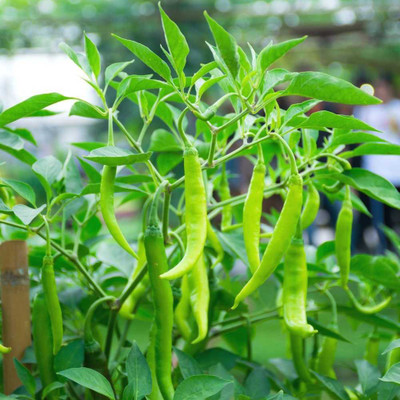 BDSresolve kanthari mulaku seeds/chilli seeds 72 Seed(72 per packet)