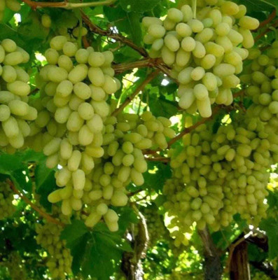 Oliver grape seeds Seed(21 per packet)