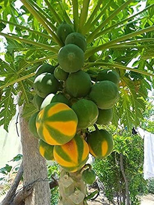 KANAYA Papaya Seed(550 per packet)