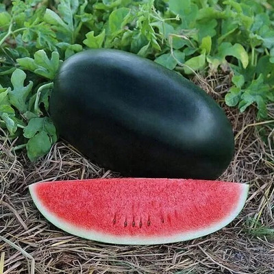 Cloud Farm water melon seed for eating 90 Seed(90 per packet)