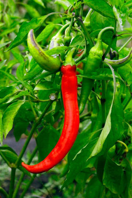 Kodali Hybrid F1 Chilli Seeds Pack Of 66 Seed(66 per packet)