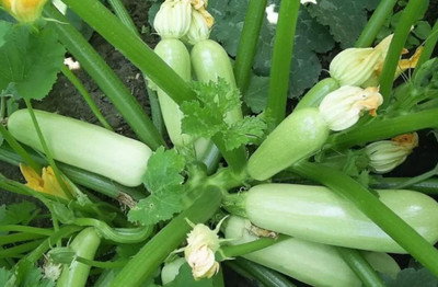 KNESSiN Heirloom Bush Squash Summer Vegetable Seeds For Planting - (100 Seeds) Seed(10 per packet)