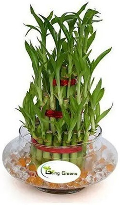 GREENSEA Lucky Bamboo Seed(84 per packet)