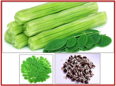 Qualtivate RES-1A Drumstick Moringa Oleifera Seeds Seed(50 per packet)