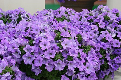Lorvox Plumb Pudding Easy Wave Petunia Flower Seed(105 per packet)