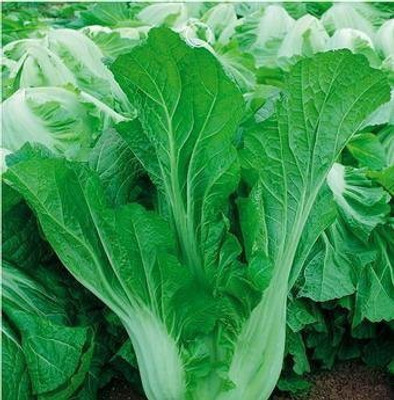 Mozette Hybrid Mustard Leaves Seed(55 per packet)