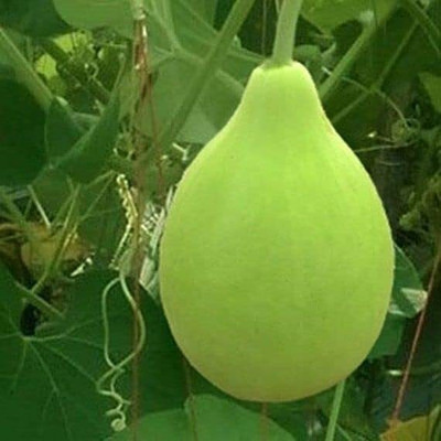 KNESSiN Improved Bottle Gourd Round-[25gm] Seed(100 per packet)