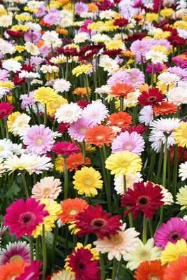 Lorvox Daisy Seed(115 per packet)